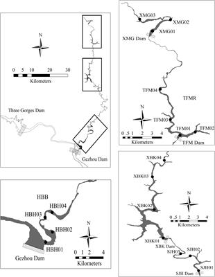 Longitudinal Variations in Physiochemical Conditions and Their Consequent Effect on Phytoplankton Functional Diversity Within a Subtropical System of Cascade Reservoirs